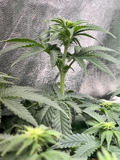 Taktlo$$ Solo. Week 7