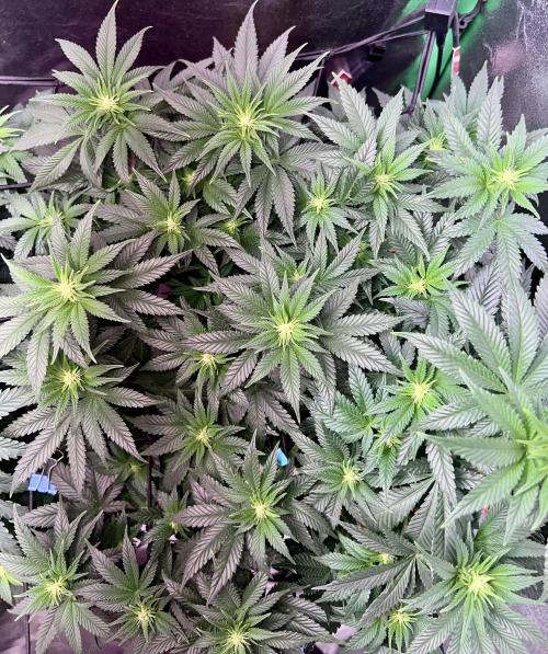 Samy Deluxe Solo. Week 7