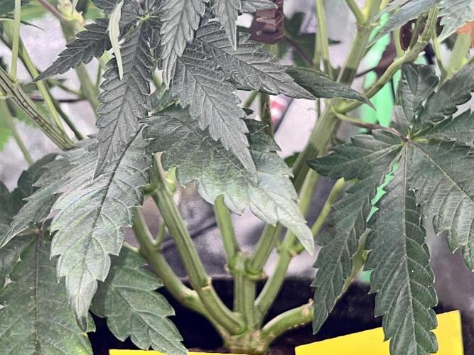 Samy Deluxe Solo. Week 7