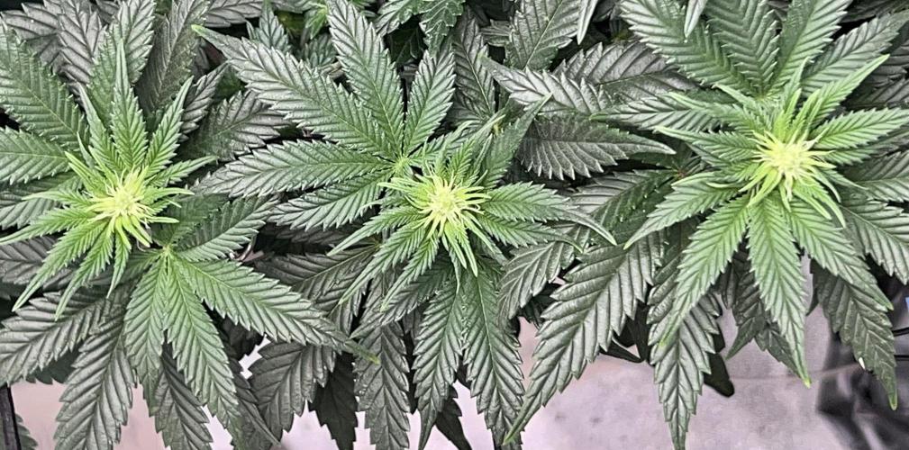 Samy Deluxe Solo. Week 7