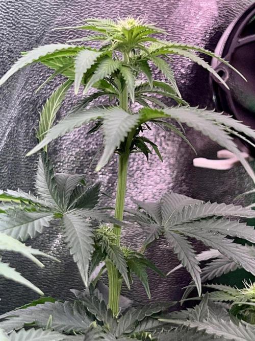 Taktlo$$ Solo. Week 8