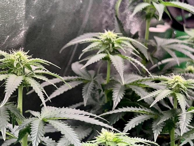 Taktlo$$ Solo. Week 8