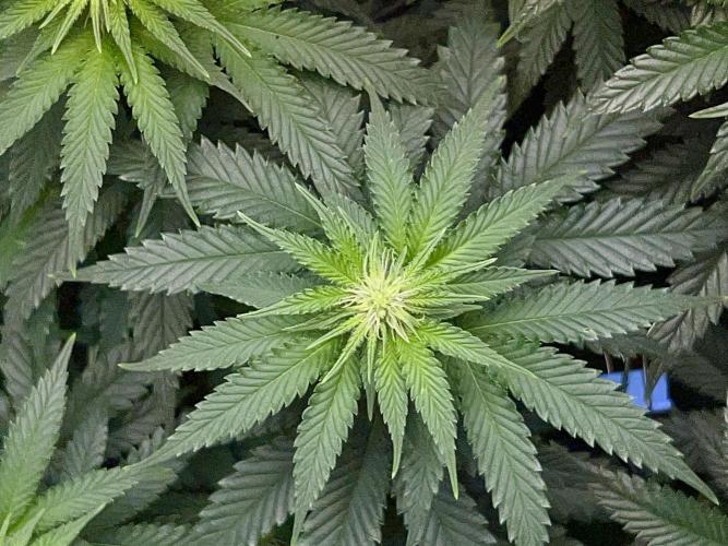 Taktlo$$ Solo. Week 8