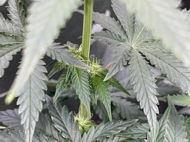 Taktlo$$ Solo. Week 8