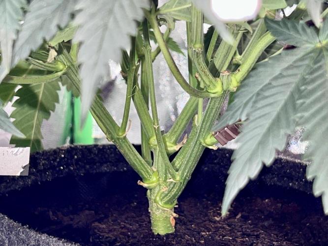 Taktlo$$ Solo. Week 8