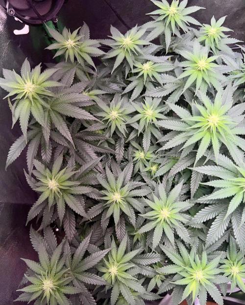 Taktlo$$ Solo. Week 8