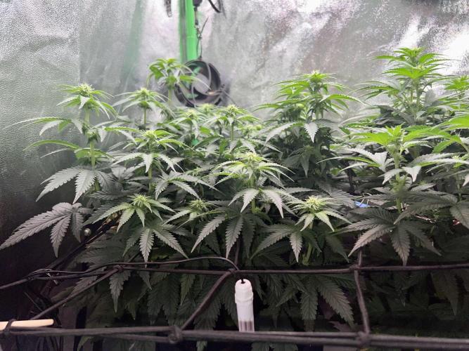 Taktlo$$ Solo. Week 8