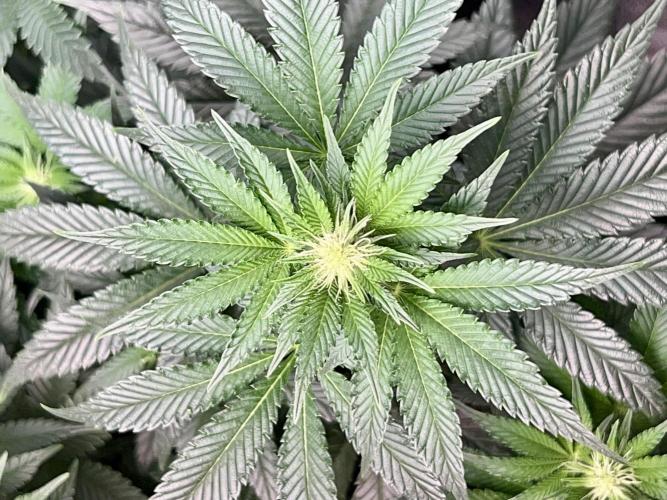 Samy Deluxe Solo. Week 8
