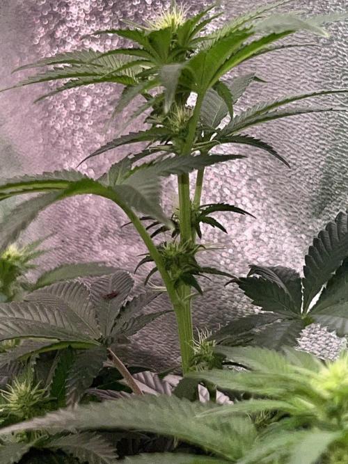Samy Deluxe Solo. Week 8