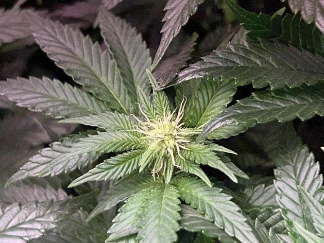 Samy Deluxe Solo. Week 8