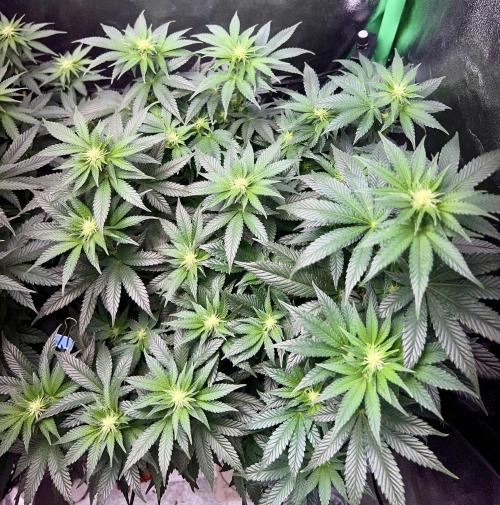 Samy Deluxe Solo. Week 8