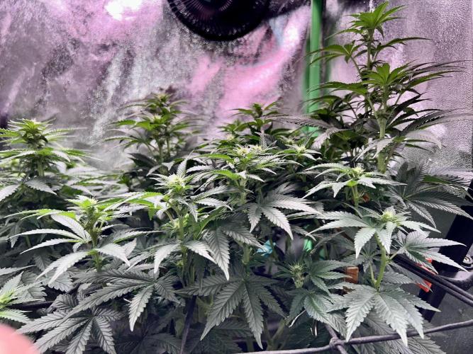 Samy Deluxe Solo. Week 8