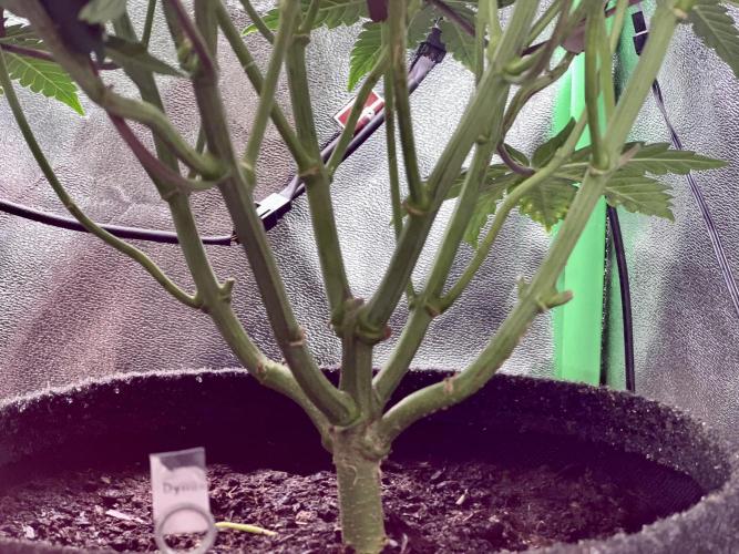 Samy Deluxe Solo. Week 8