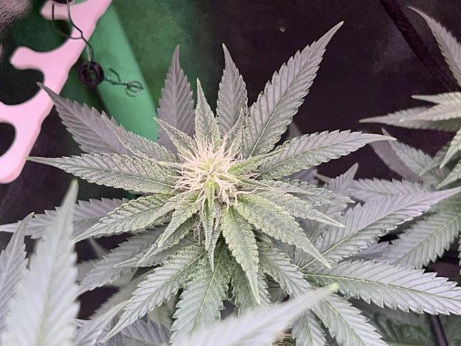 Taktlo$$ Solo. Week 9
