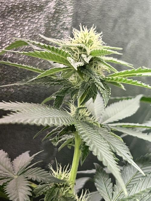 Taktlo$$ Solo. Week 9