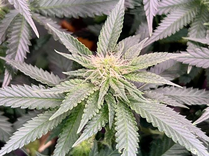 Taktlo$$ Solo. Week 9