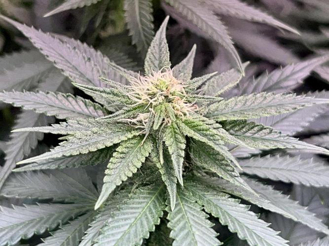Taktlo$$ Solo. Week 9