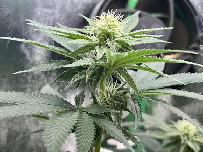 Taktlo$$ Solo. Week 9