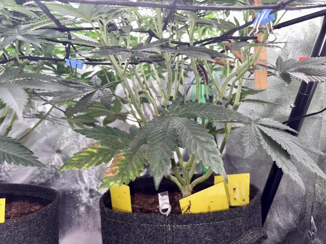 Samy Deluxe Solo. Week 9