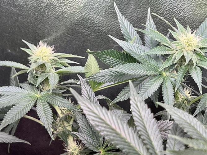 Samy Deluxe Solo. Week 9