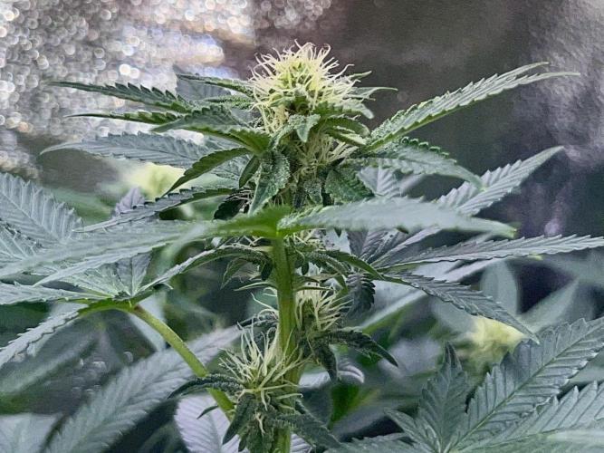 Samy Deluxe Solo. Week 9