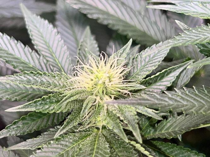 Samy Deluxe Solo. Week 9