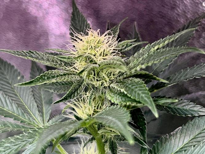 Samy Deluxe Solo. Week 9