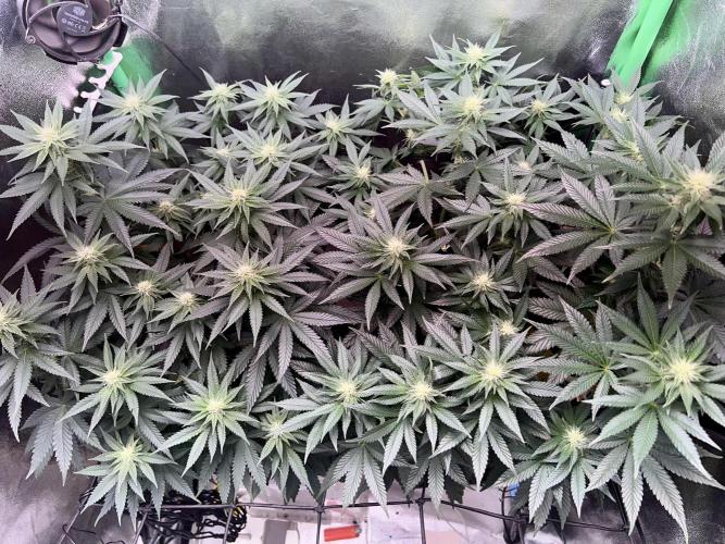 Dynamite Diesel. Week 9