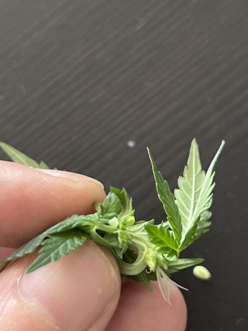 Taktlo$$ Solo. Week 10