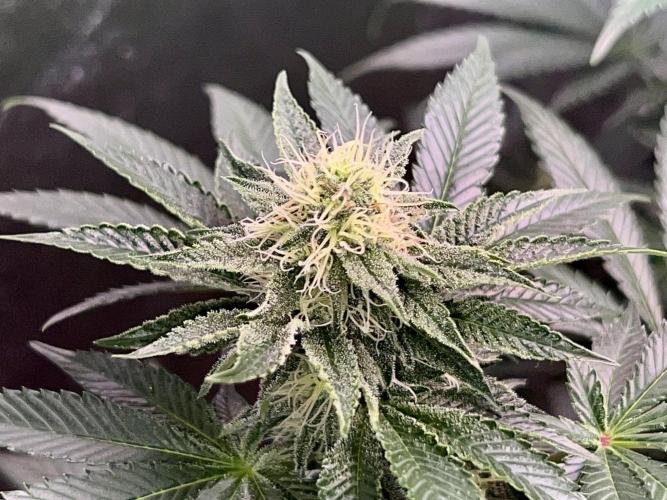 Samy Deluxe Solo. Week 10