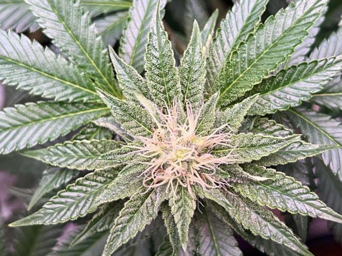 Samy Deluxe Solo. Week 10