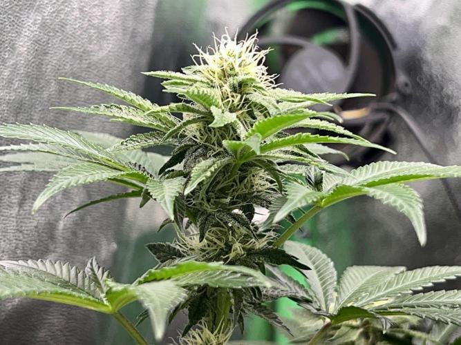 Samy Deluxe Solo. Week 10