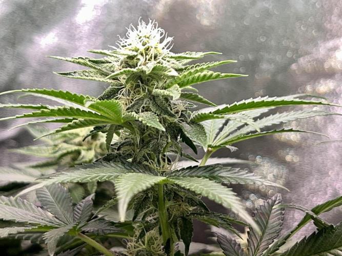 Samy Deluxe Solo. Week 10