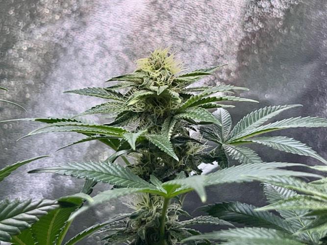 Samy Deluxe Solo. Week 10