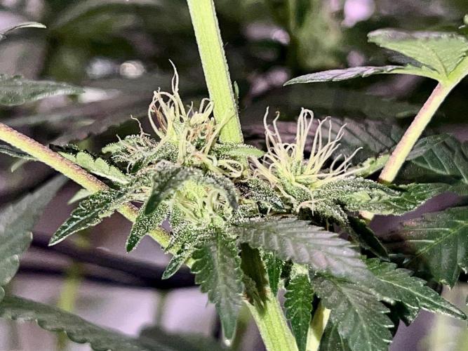 Samy Deluxe Solo. Week 10