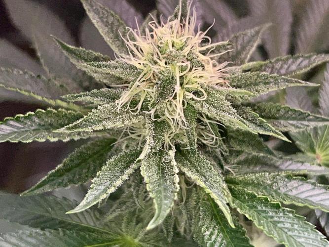 Samy Deluxe Solo. Week 10