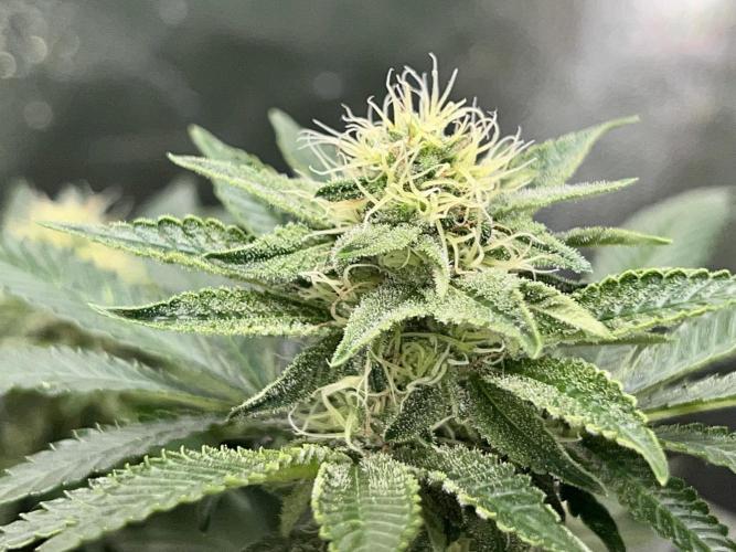 Samy Deluxe Solo. Week 10