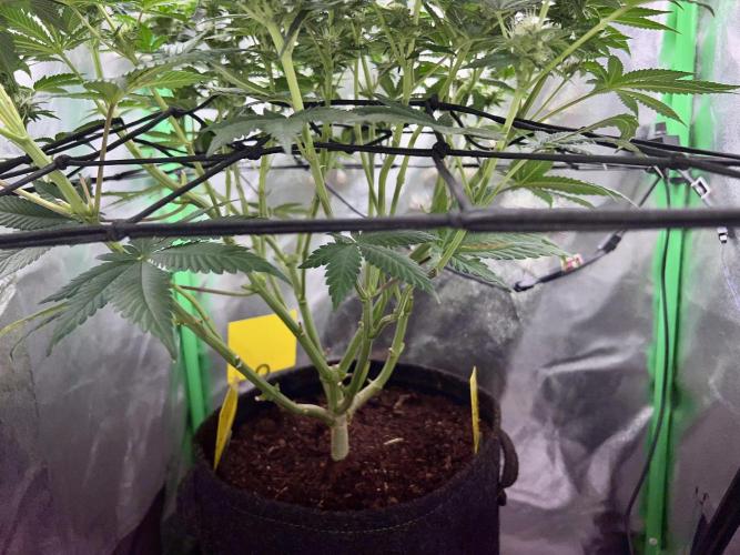 Samy Deluxe Solo. Week 10