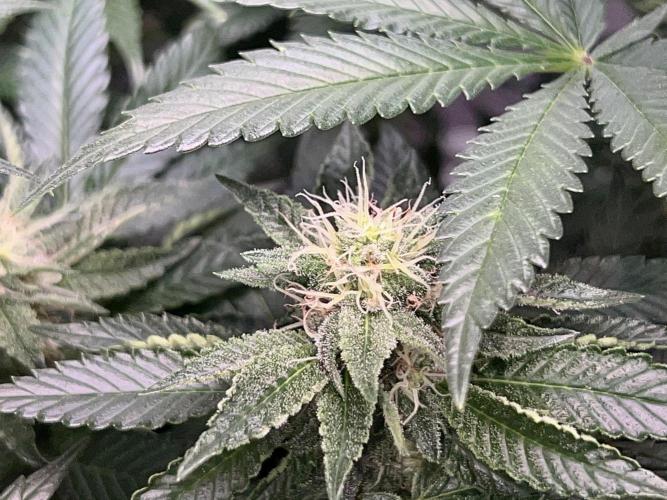 Samy Deluxe Solo. Week 10