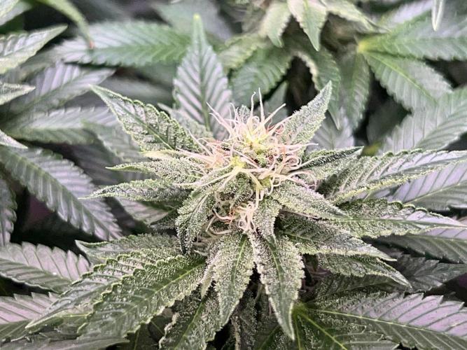 Samy Deluxe Solo. Week 10