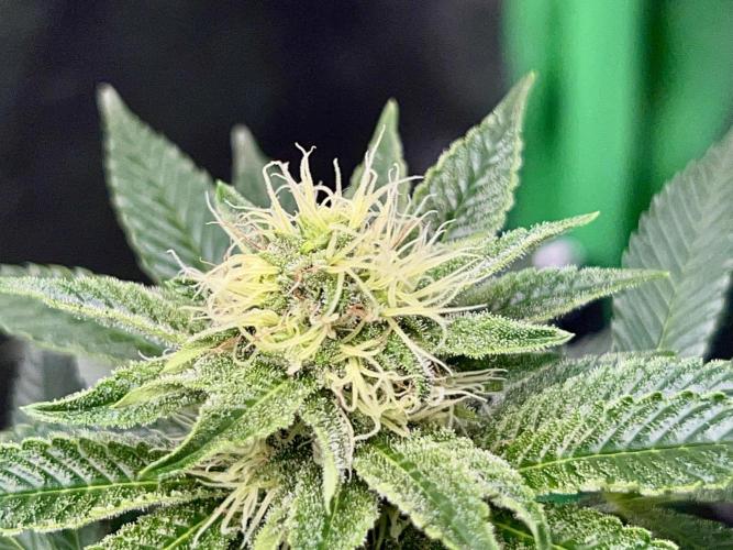 Dynamite Diesel. Week 10