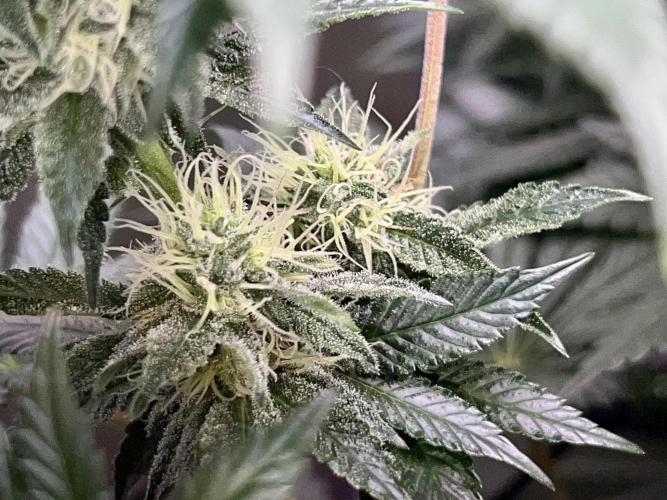 Samy Deluxe Solo. Week 10