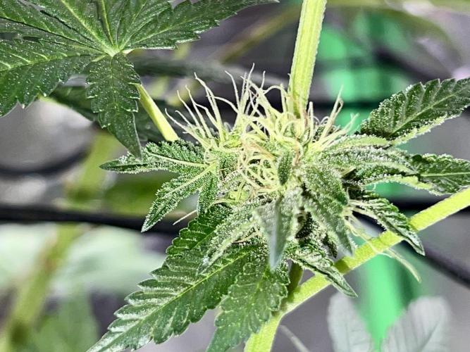 Samy Deluxe Solo. Week 10