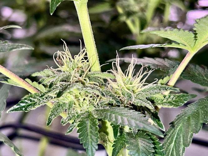 Dynamite Diesel. Week 10