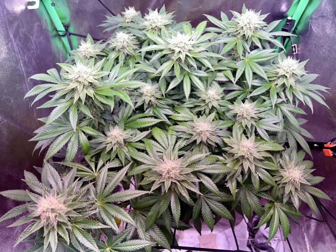 Samy Deluxe Solo. Week 11
