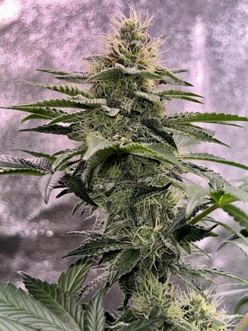 Samy Deluxe Solo. Week 11