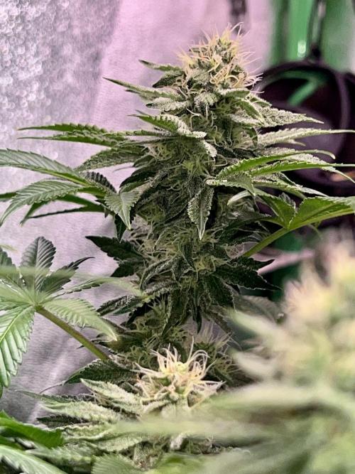 Samy Deluxe Solo. Week 11