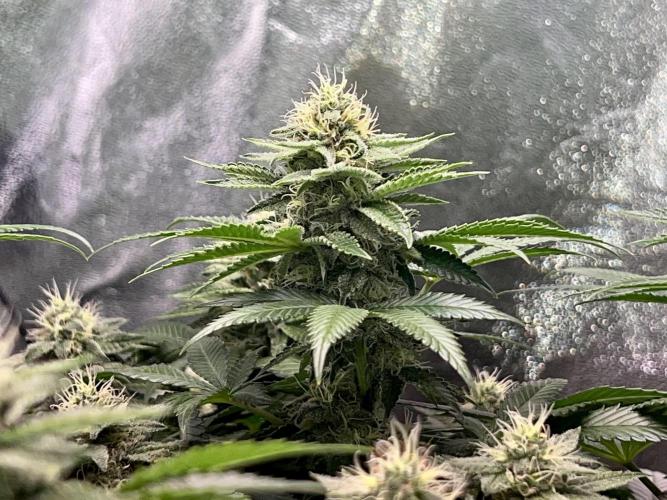 Samy Deluxe Solo. Week 11