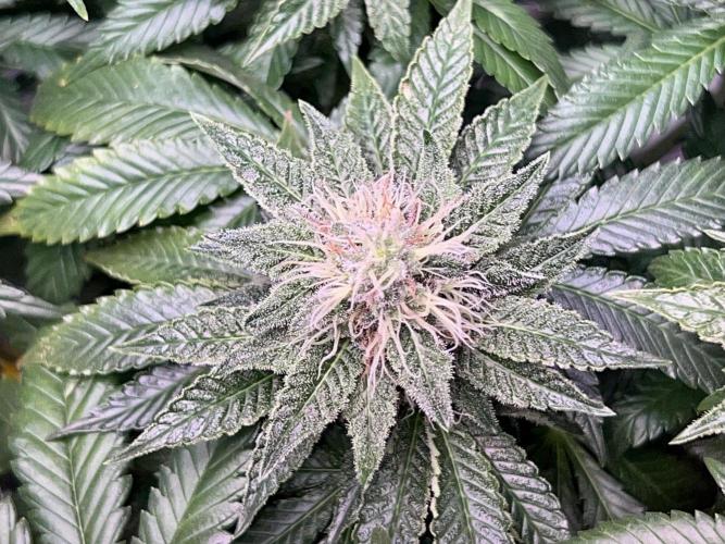 Samy Deluxe Solo. Week 11