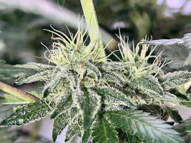 Samy Deluxe Solo. Week 11